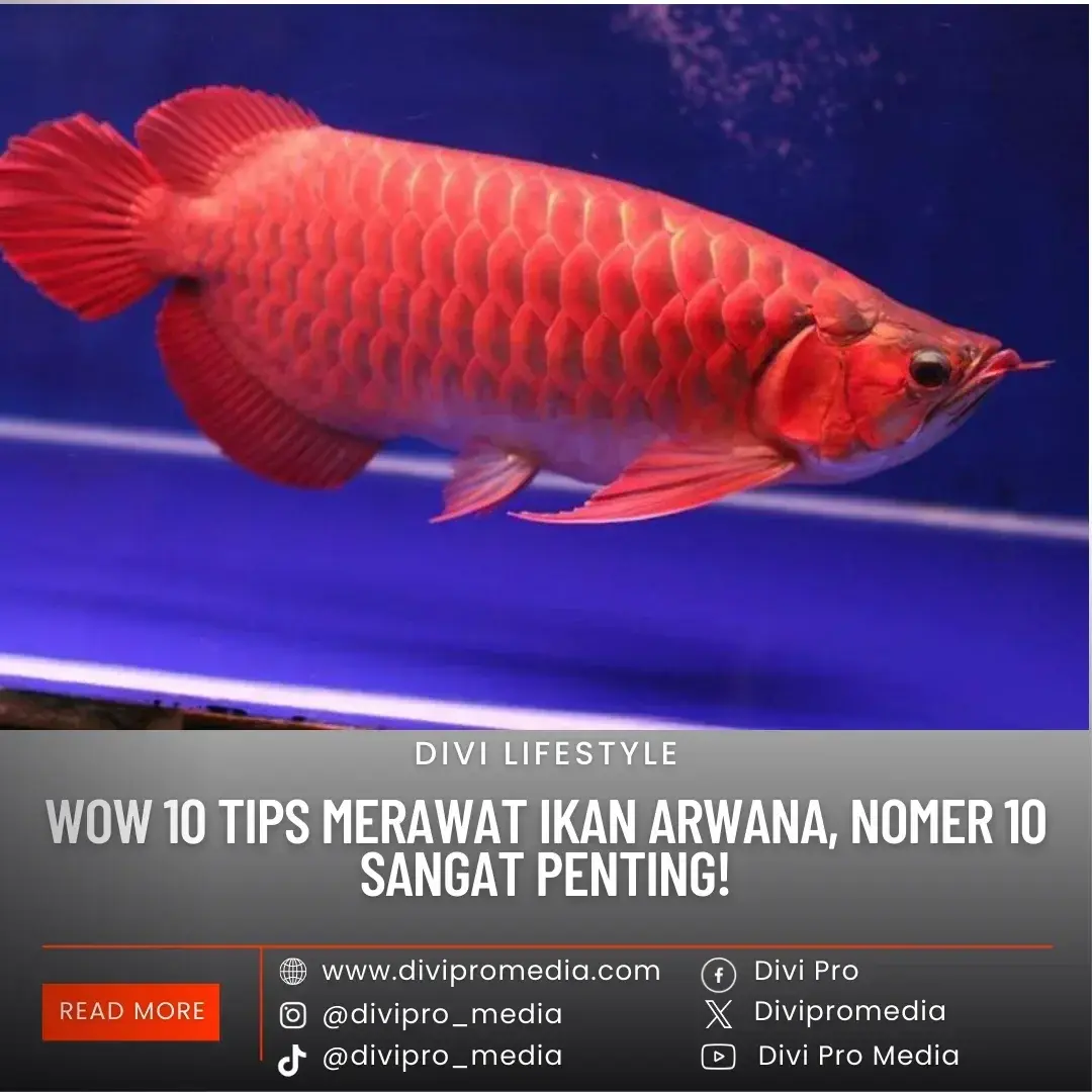 Ternyata ini, beberapa tips merawat ikan arwana. Foto: Pinterest/divipromedia
