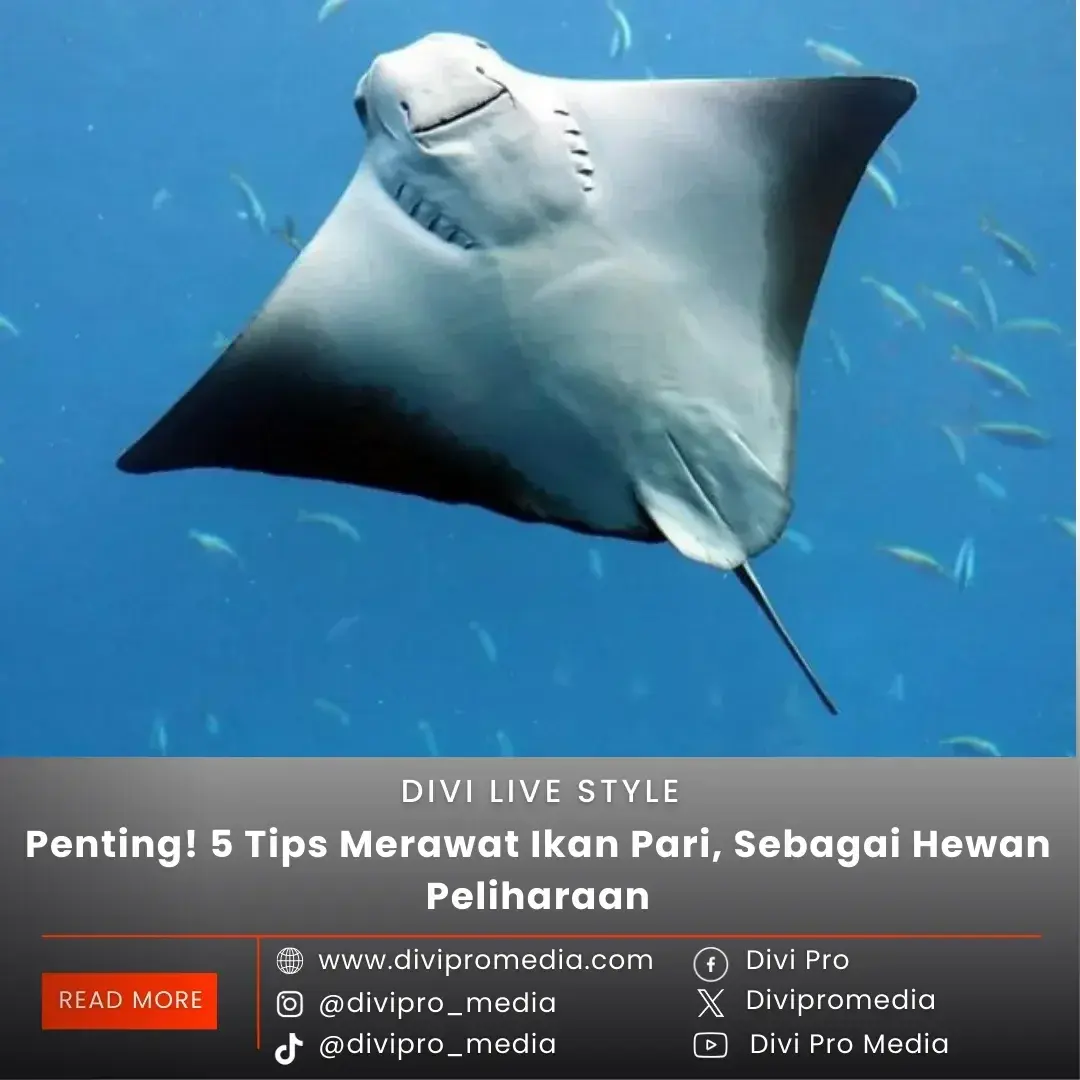 Ternyata ini, beberapa tips merawat ikan pari, yang wajib kamu tahu. Foto: Pinterest.com/divipromedia.com