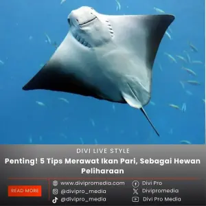 Ternyata ini, beberapa tips merawat ikan pari, yang wajib kamu tahu. Foto: Pinterest.com/divipromedia.com