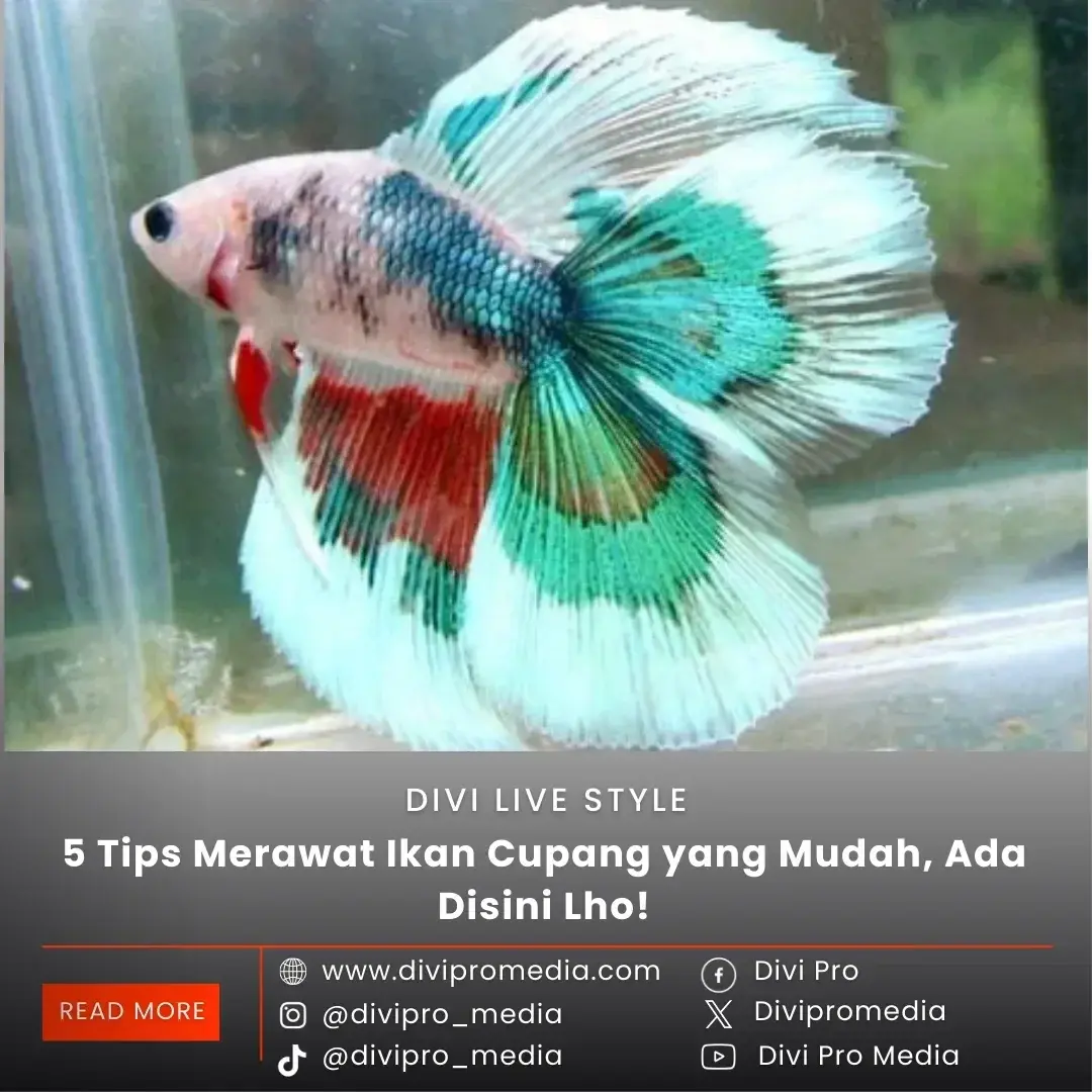 Tips Merawat Ikan Cupang yang Mudah