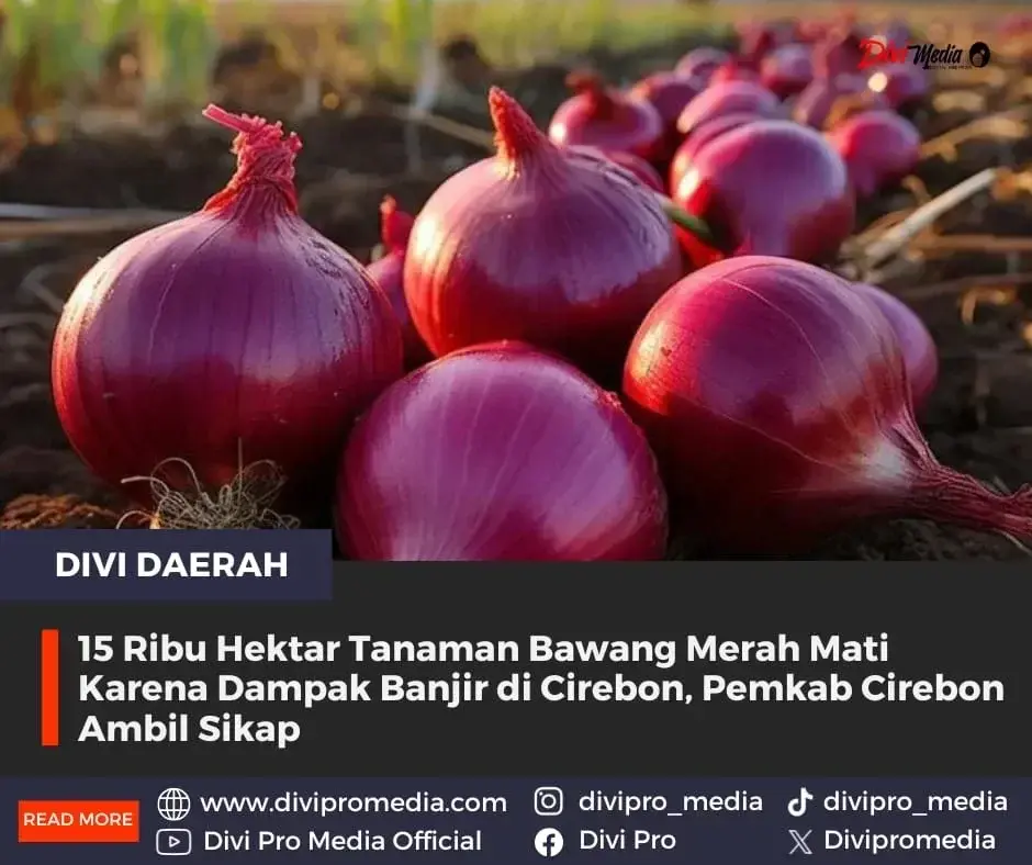 15 Ribu Hektar Tanaman Bawang Merah Mati Karena Dampak Banjir di Cirebon