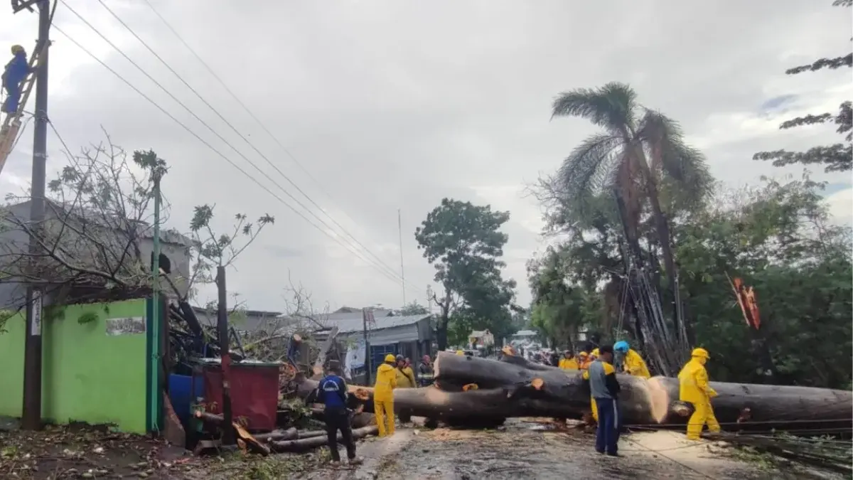 evakuasi pohon randu tumbang menutup akses jalan pangeran Cakrabuana Kecamatan Sumber Kabupaten Cirebon.