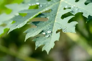 Ternyata ini, 6 manfaat daun pepaya dalam penyembuhan penyakit. FOTO: Pixabay.com (Daun Pepaya)/Divipromedia.com