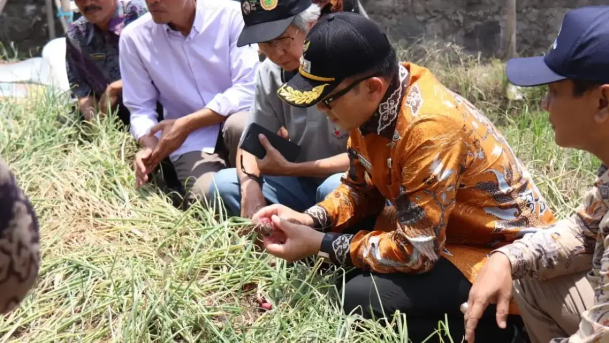 Pemkab Cirebon, Lakukan Uji Coba Penanaman Bawang Merah dari Biji, Berpotensi Tingkatkan Produksi/divipromedia.com
