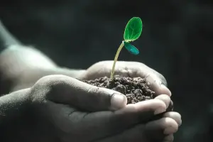 Tanaman yang ditanam di tangan seorang anak. FOTO: Pixabay.com/divipromedia.com