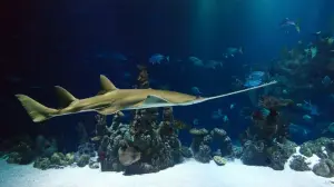 Ini ternyata beberapa jenis Ikan laut yang mengandung merkuri. FOTO: Pixabay.com/divipromedia.com