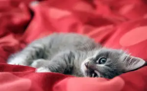 kucing kecil menggemaskan yang sedang tiduran. FOTO: pIxabay.com/divipromedia.com