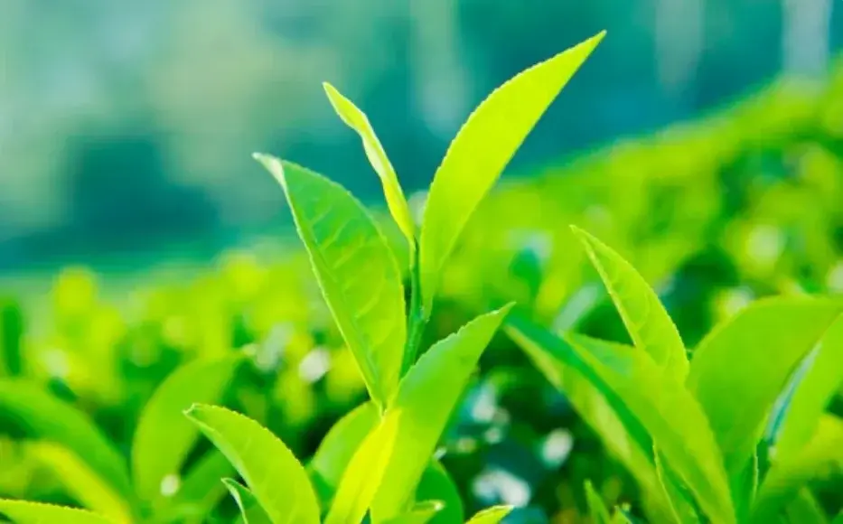 Ilustrasi teh hijau mengandung antioksidan tinggi yang sangat baik untuk menjaga kesehatan rambut. Foto: Freepik