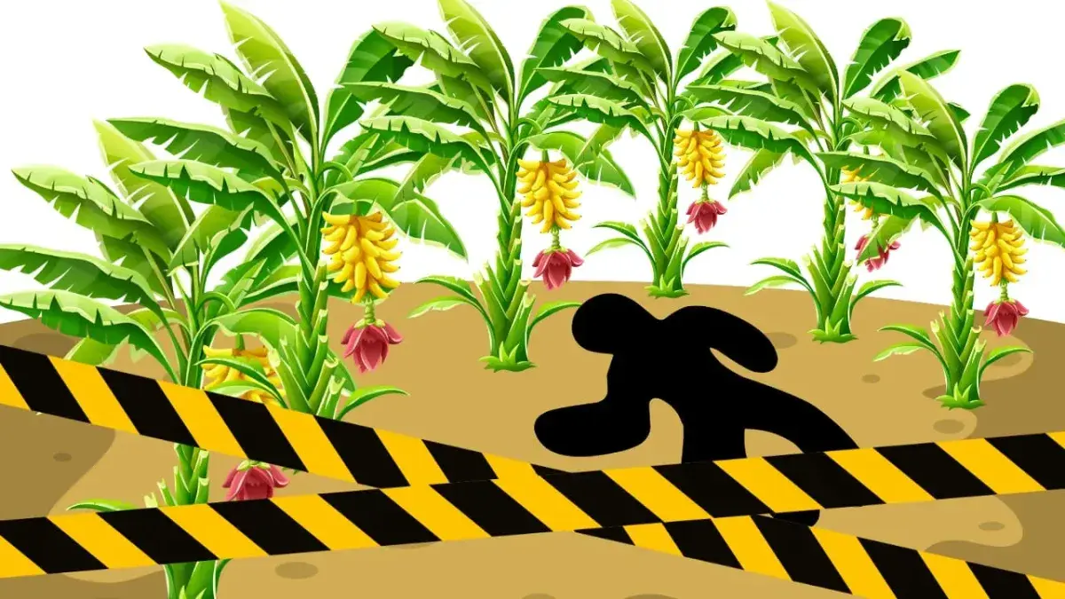 Caption : Ilustrasi penemuan mayat tersangkut di pohon pisang. (dok.ilustrasi divipromedia.com)