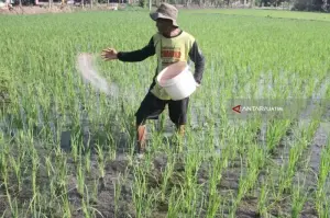 PETANI menaburkan pupuk urea pada tanaman padi miliknya yang berumur 20 hari di di kawasan lumbung padi di Ngawi, Jawa Timur, Rabu (4/3/2024) lalu.* Antara Jatim/Ari Bowo Sucipto/zk/18.