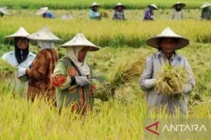 Para petani di Kabupaten Banyuasin, Sumatera Selatan. (ANTARA/ HO- Pemkab Banyuasin)