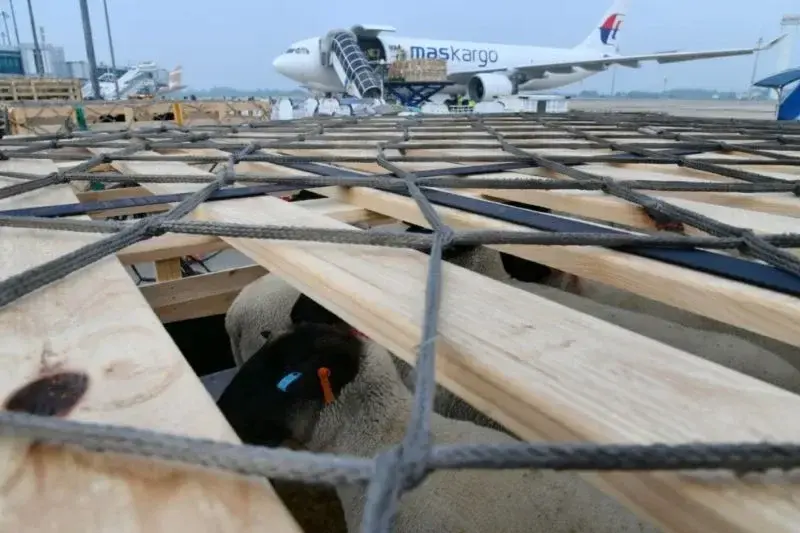 Beberapa domba impor dari Australia saat tiba di BIJB Kertajati Majalengka, Jawa Barat, Selasa (28/1/2025). (ANTARA/HO-Pemprov Jabar)