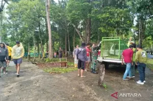 Pemasangan perangkap harimau di kawasan Danau Lebar di Desa Setia Budi, Kabupaten Mukomuko, Senin (13/1/2025). ANTARA/Ferri