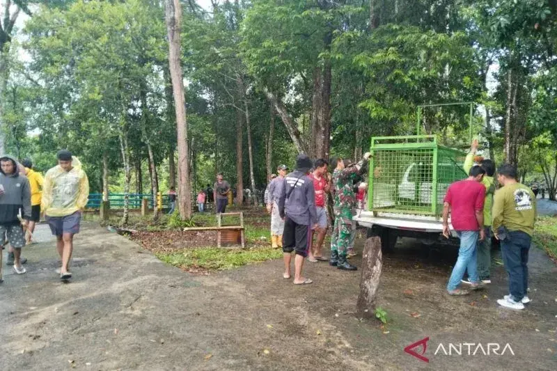 Pemasangan perangkap harimau di kawasan Danau Lebar di Desa Setia Budi, Kabupaten Mukomuko, Senin (13/1/2025). ANTARA/Ferri