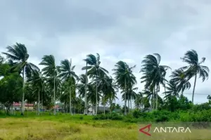 Angin kencang sebabkan pohon kelapa di Natuna miring. ANTARA/Muhamad Nurman.
