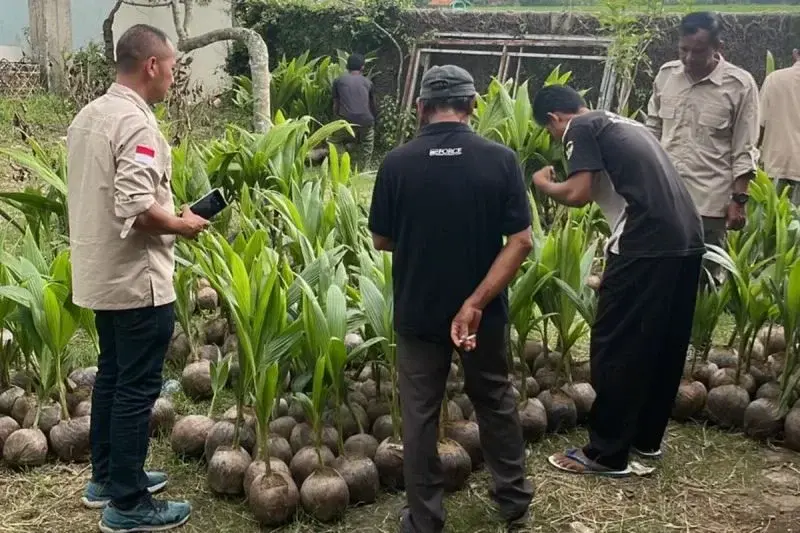 Bantuan Bibit Kelapa