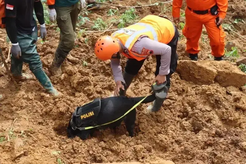 Tim K-9 atau anjing pelacak Polda Jawa Tengah mencari jasad bayi berusia 5 bulan yang tertimbun longsor di Pekalongan, Jateng. ANTARA/HO-Divisi Humas Polri