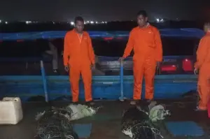 Tim berhasil mengevakuasi dua buaya yang keluar dari Penangkaran PJK Pulau Bulan, Kota Batam, Kepulauan Riau, Selasa (14/1/2025). ANTARA/HO-Polsek Bulang