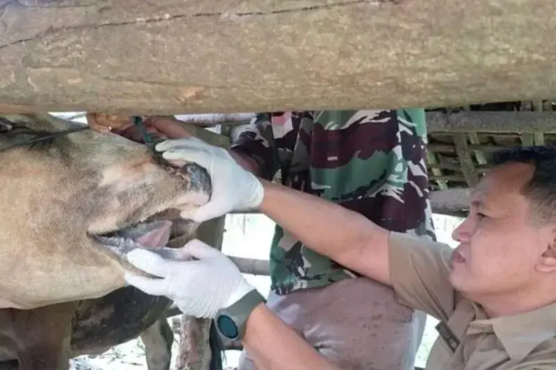 Petugas melakukan vaksinasi ternak sapi di salah satu peternakan warga di Pacitan. (ANTARA/HO-Disnak Pacitan)