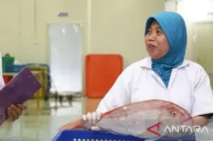 Proses uji kualitas ikan sebelum diekspor. ANTARA/HO-BPPMHKP
