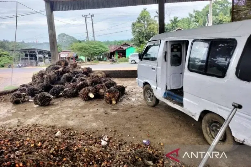 Hasil panen petani tandan buah segar (TBS) kelapa sawit di Kabupaten Bengkulu Tengah, Selasa (14/1/2025). ANTARA/Anggi Mayasari