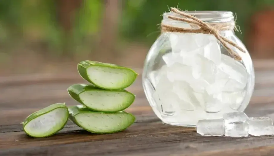 Ilustrasi lidah buaya. Foto: Freepik