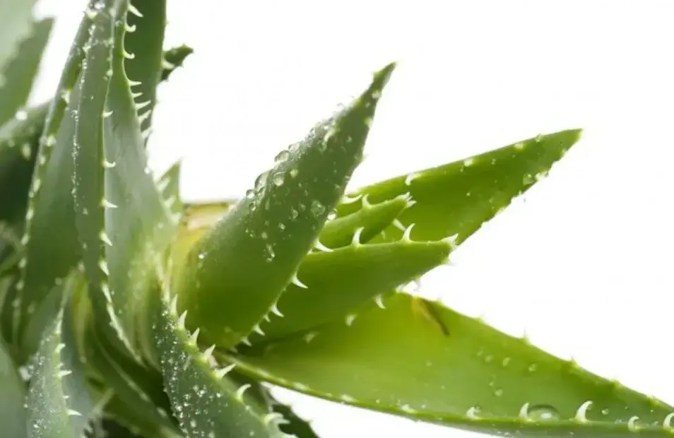 Ilustrasi lidah buaya. Foto: Rini/Divipro