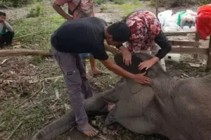 Gajah Rimbani di Balai TNTN saat mendapatkan perawatan medis usai diketahui sakit pada November 2024. (ANTARA/HO-Balai TNTN)