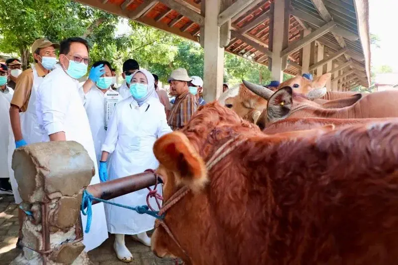 Pj Gubernur Jatim Adhy Karyono (kiri) saat mengecek kondisi ternak beberapa waktu lalu. (ANTARA/HO-Biro Adpim Jatim)