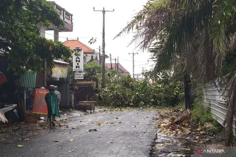 Pohon jati tumbang melintang di tengah jalan akibat hujan deras dan angin kencang di kawasan Pasar Bendul, Sukawati, Kabupaten Gianyar, Bali, Minggu (9/2/2025) ANTARA/Dewa Ketut Sudiarta Wiguna