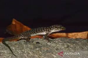 Cecak jarilengkung Jawa baru yang diberi nama Cyrtodactylus pecelmadiun. (ANTARA/HO-BRIN)
