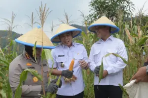 Wakil Bupati Cirebon, H. Agus (Jigus), di dampingi forkopimda, komitmen mendukung program ketahanan pangan nasional yang digagas Presiden Prabowo Subianto. panen raya jagung yang diselenggarakan oleh Polresta Cirebon di Desa Kedondong, Kecamatan Dukupuntang. (Dok.way/divipromedia) 