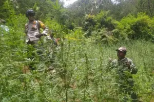 Ladang ganja yang ditemukan di Taman Nasional Bromo Tengger Semeru (TNBTS) berkat kolaborasi Kementerian Kehutanan (Kemenhut) dan Kepolisian RI. ANTARA/HO-Kemenhut