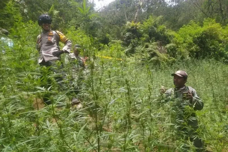 Ladang ganja yang ditemukan di Taman Nasional Bromo Tengger Semeru (TNBTS) berkat kolaborasi Kementerian Kehutanan (Kemenhut) dan Kepolisian RI. ANTARA/HO-Kemenhut
