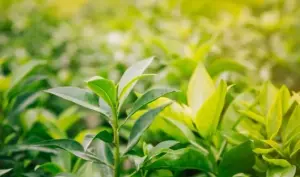 Ilustrasi teh hijau. Foto: Freepik