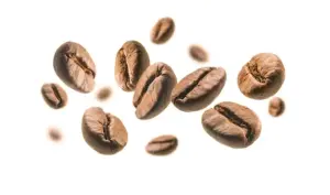 Ilustrasi biji kopi. Foto: Rini/Divipro