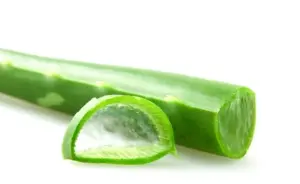 Iluatrasi lidah buaya. Foto: Rini/Divipro