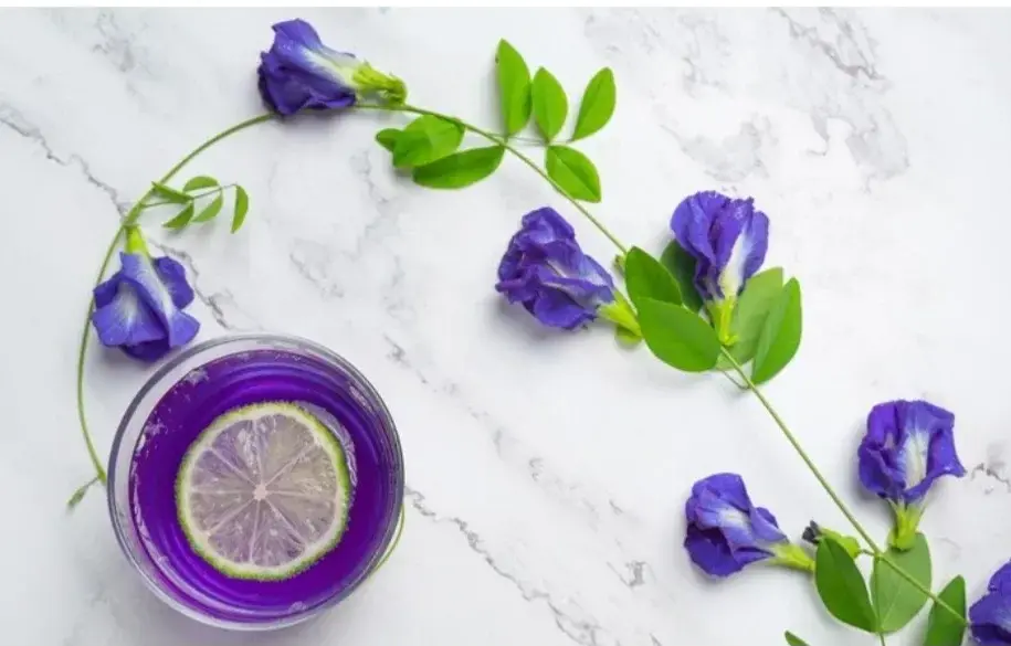 Ilustrasi bunga telang. Foto: Rini/Divipro