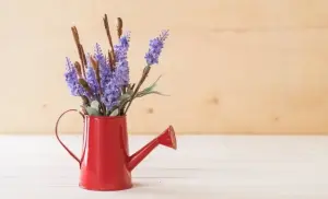 Ilustrasi bunga lavender di dalam rumah. Foto: Rini/Divipro