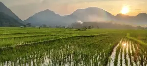 Area persawahan Dukupuntang Kecamatan Dukupuntang Kabupaten Cirebon. (Dok.Afif)