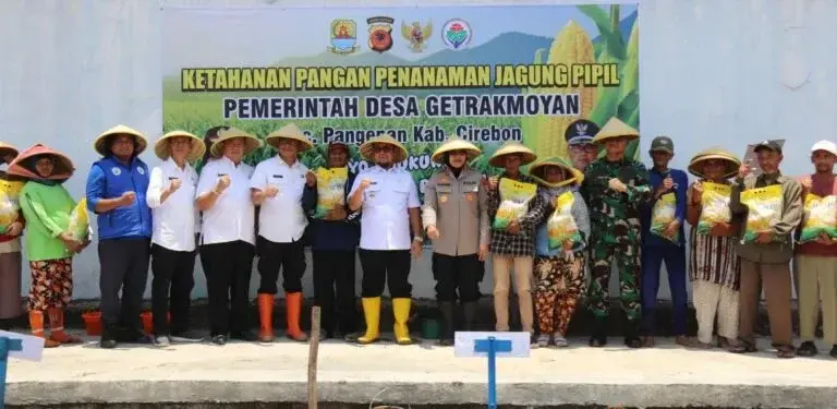 Jagung Pipil di Desa Getrakmoyan Jagung Pipil di Desa Getrakmoyan