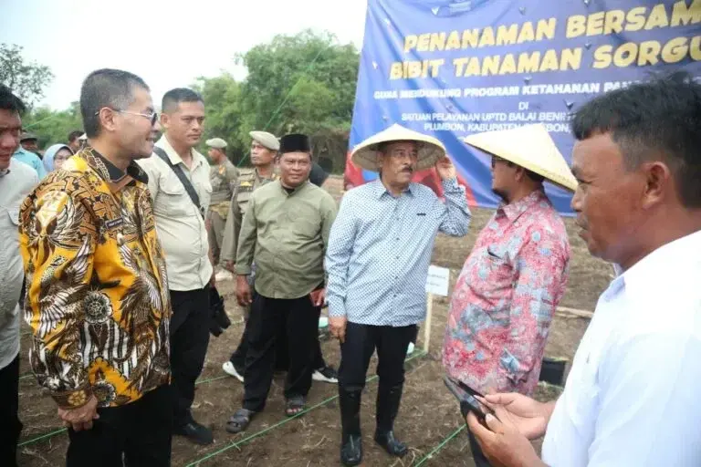 Sorgum Jadi Prioritas Sorgum Jadi Prioritas