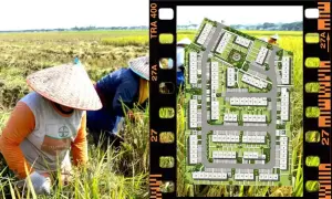 ilustrasi lahan sawah ali fungsi menjadi perumahan