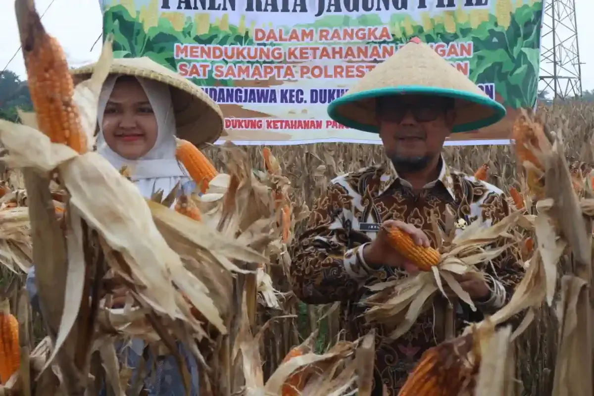 Pemkab Cirebon Apresiasi Panen Raya Jagung Pipil Polresta Cirebon untuk Ketahanan Pangan