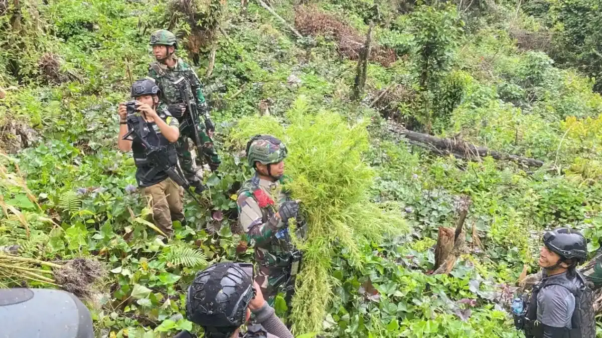 Jenderal Lucky Avianto Turun Gunung Hancurkan Ladang Ganja Di Pedalaman Rimba, Paska ‘Dilegalkan’ OPM Papua